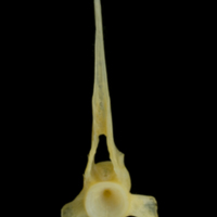 photo of Gilthead seabream precaudal vertebra anterior view
