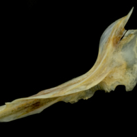 photo of Gilthead seabream cleithrum lateral view