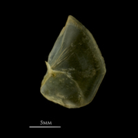 photo of Vendace opercular lateral view