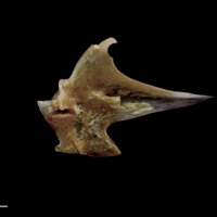 photo of Red seabream articular medial view