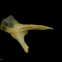 photo of Gilthead seabream posttemporal medial view