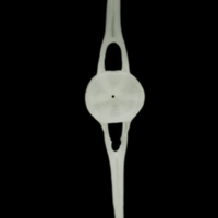 photo of Roach caudal vertebra anterior view