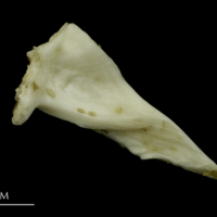 photo of Grey Triggerfish for assessment lateral view