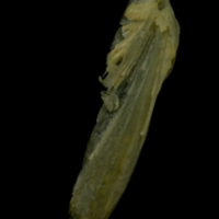 photo of Arctic Char supracleithrum medial view