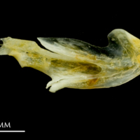 photo of Common sole dentary medial view