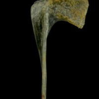 photo of Gilthead seabream coracoid medial view