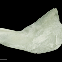 photo of Freshwater bream subopercular medial view
