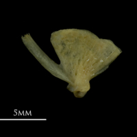 photo of Arctic Char quadrate medial view