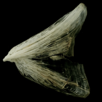 photo of Atlantic halibut opercular lateral view