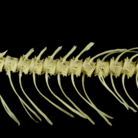 photo of Atlantic salmon caudal vertebra lateral view