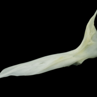 photo of European seabass cleithrum lateral view