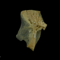 photo of Arctic Char hyomandibular lateral view