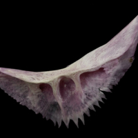 photo of Meagre preopercular lateral view