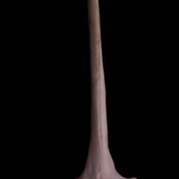 photo of Wels catfish serrated spine anterior view