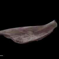 photo of Tub gurnard pharyngeal ventral view