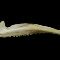 photo of European conger premaxilla lateral view