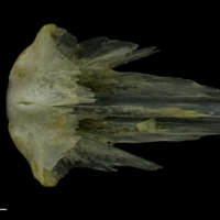 photo of Red gurnard vomer ventral view