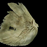 photo of Atlantic salmon opercular medial view