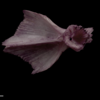 photo of Wels catfish for assessment dorsal view