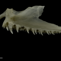 photo of Zander palatine lateral view