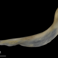 photo of Shore rockling cleithrum lateral view