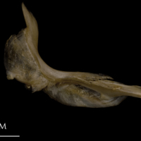 photo of White grouper cleithrum medial view