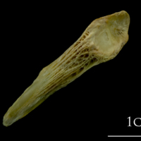 photo of Saithe supracleithrum lateral view