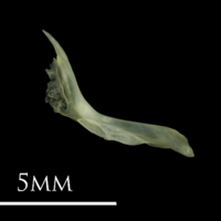 photo of Butterfish cleithrum medial view