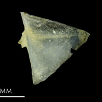 photo of Small sandeel opercular lateral view