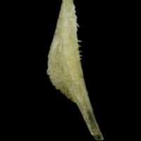 photo of Ruffe pharyngeal ventral view