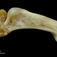 photo of Couch's seabream maxilla lateral view