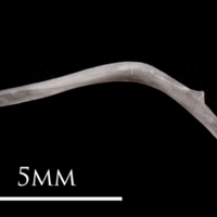 photo of European eel maxilla medial view