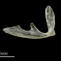 photo of Sandsmelt parasphenoid medial view