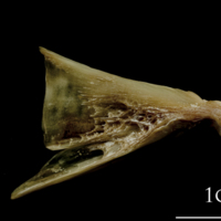 photo of Turbot quadrate medial view