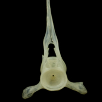photo of Red mullet precaudal vertebra anterior view