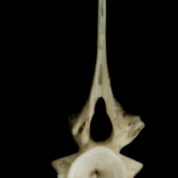 photo of Atlantic halibut precaudal vertebra anterior view