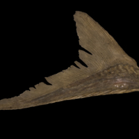 photo of Sturgeon ultimate vertebra lateral view