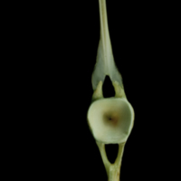 photo of John dory caudal vertebra posterior view