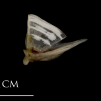 photo of Sea scorpion quadrate lateral view