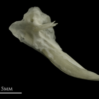 photo of Grayling posttemporal medial view
