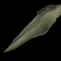 photo of Burbot for assessment lateral view