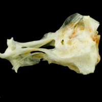 photo of Common sole basioccipital lateral view