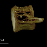 photo of European conger precaudal vertebra lateral view