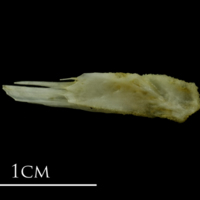 photo of Mediterranean moray for assessment lateral view