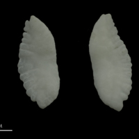 photo of Burbot otolith(s) detail view