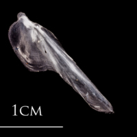 photo of Atlantic herring supracleithrum medial view
