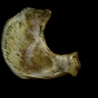 photo of European conger opercular medial view