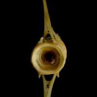 photo of Thinlip grey mullet  caudal vertebra posterior view