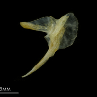 photo of Black seabream posttemporal lateral view