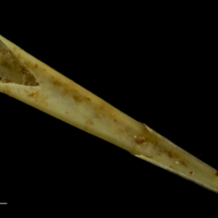 photo of Spurdog spine ventral view